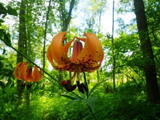 Turk's Cap Lily